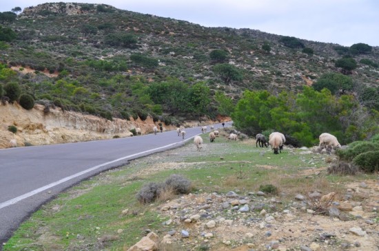 experiencias-de-viagens-crete-greece-goats-on-the-roads