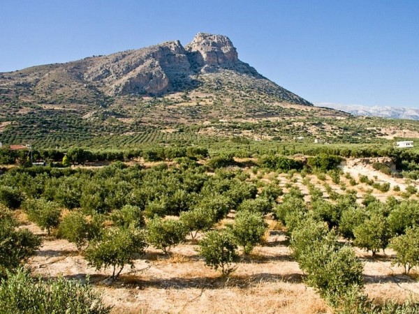 experiencias-de-viagens-crete-oliver plantation-oliveiras