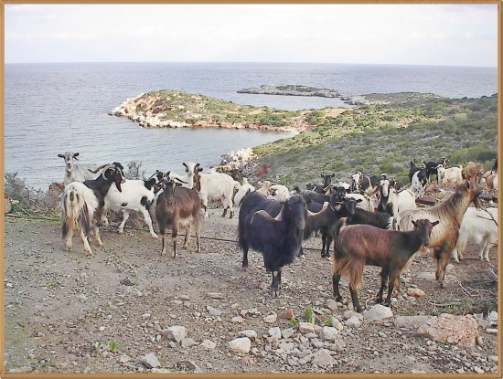 experiencias-de-viagens-goats-on-the-mountain-greece