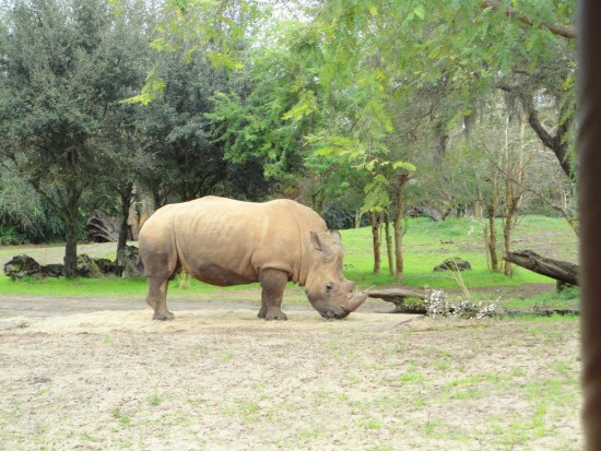 experiencias-de-viagens-animal-rinoceronte