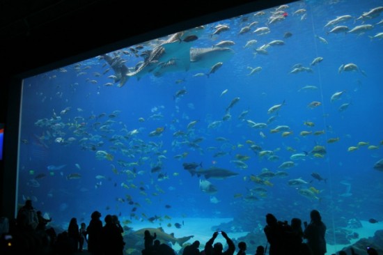 experiencias-de-viagens-atlanta-georgia-aquarium-ocean-anfiteatro
