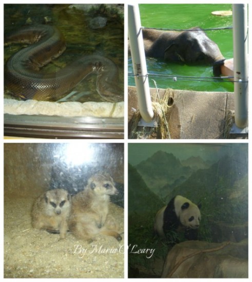 experiencias-de-viagens-washington-zoo-animals