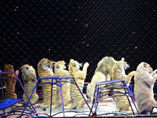 experiencias-de-viagens-baltimore-circo-show-leões